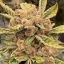 Sour Cuntz Feminized Marijuana Strain by Conscious Genetics For Sale Online at Cannabis Seeds Outlet