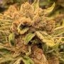 Conscious Genetics Sour Cuntz Smoke Buds Weed Ganja Skunk Dope Pot Images Pics Nuggets