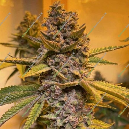 Pink Mintz Feminized Marijuana Strain by Conscious Genetics For Sale Online at Cannabis Seeds Outlet