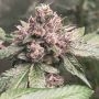 Pink Mintz Feminized by Conscious Genetics THC Content Potency Strength CBD Height Yield Flowering Time Indica Sativa Genetics