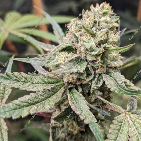 Prozecco Feminized Marijuana Strain by Conscious Genetics For Sale Online at Cannabis Seeds Outlet