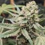 Prozecco Feminized Marijuana Strain by Conscious Genetics For Sale Online at Cannabis Seeds Outlet