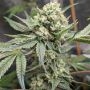 Conscious Genetics Prozecco Smoke Buds Weed Ganja Skunk Dope Pot Images Pics Nuggets