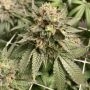 Prozecco Feminized by Conscious Genetics THC Content Potency Strength CBD Height Yield Flowering Time Indica Sativa Genetics