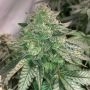 Prozecco Feminized Marijuana Seeds by Conscious Genetics Buy Online Cheap Discounted Feminised Female Cannabis Seeds Special Off