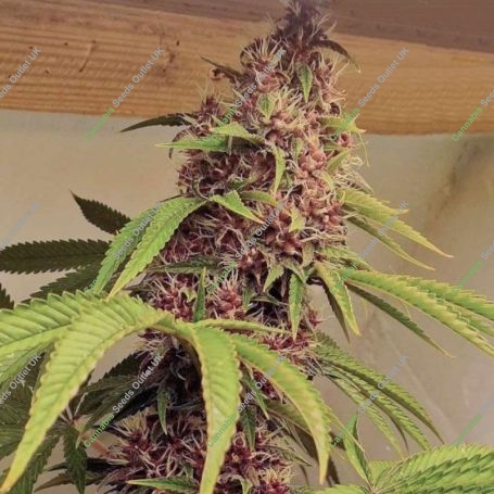 Red Kachina Feminized Marijuana Strain by Conscious Genetics For Sale Online at Cannabis Seeds Outlet