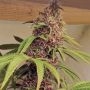 Red Kachina Feminized Marijuana Strain by Conscious Genetics For Sale Online at Cannabis Seeds Outlet