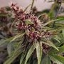 Conscious Genetics Red Kachina Smoke Buds Weed Ganja Skunk Dope Pot Images Pics Nuggets