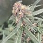 Red Kachina Feminized by Conscious Genetics THC Content Potency Strength CBD Height Yield Flowering Time Indica Sativa Genetics