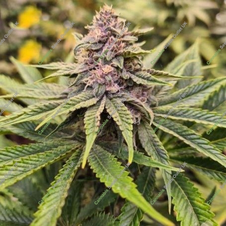 Sour Mckuntz Feminized Marijuana Strain by Conscious Genetics For Sale Online at Cannabis Seeds Outlet