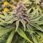 Sour Mckuntz Feminized Marijuana Strain by Conscious Genetics For Sale Online at Cannabis Seeds Outlet