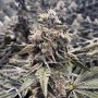 Conscious Genetics Sour Mckuntz Smoke Buds Weed Ganja Skunk Dope Pot Images Pics Nuggets