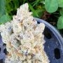 Sour Mckuntz Feminized by Conscious Genetics THC Content Potency Strength CBD Height Yield Flowering Time Indica Sativa Genetics