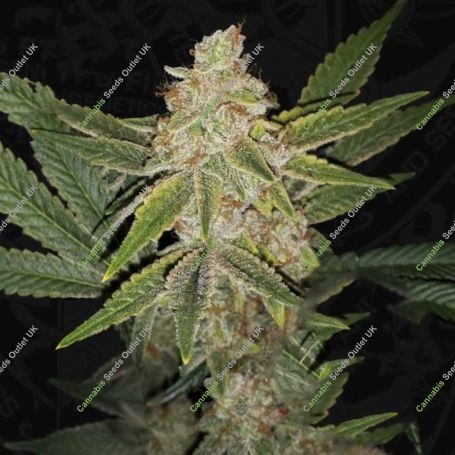 Hazanana Feminized Marijuana Strain by TH Seeds For Sale Online at Cannabis Seeds Outlet