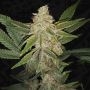 Hazanana Feminized Marijuana Strain by TH Seeds For Sale Online at Cannabis Seeds Outlet