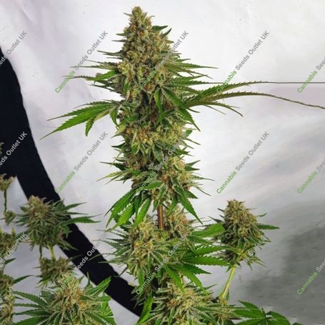 Orange Nectar Feminized Marijuana Strain by Zmoothiez Seeds For Sale Online at Cannabis Seeds Outlet