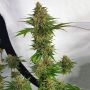 Orange Nectar Feminized Marijuana Strain by Zmoothiez Seeds For Sale Online at Cannabis Seeds Outlet