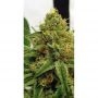 Zmoothiez Seeds Cannabis Strain Orange Nectar Feminized Marijuana Seeds Original Collector Souvenir Authentic Packaging Packs