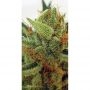 Zmoothiez Seeds Orange Nectar Smoke Buds Weed Ganja Skunk Dope Pot Images Pics Nuggets