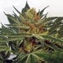 Orange Nectar Feminized by Zmoothiez Seeds THC Content Potency Strength CBD Height Yield Flowering Time Indica Sativa Genetics