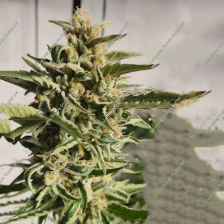 Purple Cream Feminized Marijuana Strain by Zmoothiez Seeds For Sale Online at Cannabis Seeds Outlet