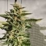 Purple Cream Feminized Marijuana Strain by Zmoothiez Seeds For Sale Online at Cannabis Seeds Outlet