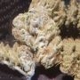 Zmoothiez Seeds Cannabis Strain Purple Cream Feminized Marijuana Seeds Original Collector Souvenir Authentic Packaging Packs