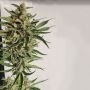 Zmoothiez Seeds Purple Cream Smoke Buds Weed Ganja Skunk Dope Pot Images Pics Nuggets