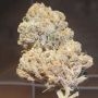 Purple Cream Feminized by Zmoothiez Seeds THC Content Potency Strength CBD Height Yield Flowering Time Indica Sativa Genetics