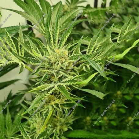 Frozen Cherry Feminized Marijuana Strain by Zmoothiez Seeds For Sale Online at Cannabis Seeds Outlet