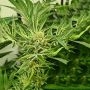 Frozen Cherry Feminized Marijuana Strain by Zmoothiez Seeds For Sale Online at Cannabis Seeds Outlet