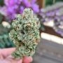 Zmoothiez Seeds Cannabis Strain Frozen Cherry Feminized Marijuana Seeds Original Collector Souvenir Authentic Packaging Packs