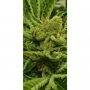 Zmoothiez Seeds Frozen Cherry Smoke Buds Weed Ganja Skunk Dope Pot Images Pics Nuggets