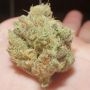 Frozen Cherry Feminized by Zmoothiez Seeds THC Content Potency Strength CBD Height Yield Flowering Time Indica Sativa Genetics
