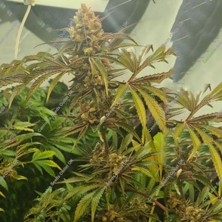 Candy Lime Feminized Marijuana Strain by Zmoothiez Seeds For Sale Online at Cannabis Seeds Outlet