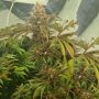 Candy Lime Feminized Marijuana Strain by Zmoothiez Seeds For Sale Online at Cannabis Seeds Outlet