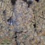 Zmoothiez Seeds Candy Lime Smoke Buds Weed Ganja Skunk Dope Pot Images Pics Nuggets