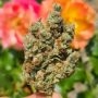 Candy Lime Feminized by Zmoothiez Seeds THC Content Potency Strength CBD Height Yield Flowering Time Indica Sativa Genetics