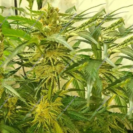 Jucy Drops Feminized Marijuana Strain by Zmoothiez Seeds For Sale Online at Cannabis Seeds Outlet