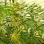 Jucy Drops Feminized Marijuana Strain by Zmoothiez Seeds For Sale Online at Cannabis Seeds Outlet