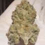 Zmoothiez Seeds Cannabis Strain Jucy Drops Feminized Marijuana Seeds Original Collector Souvenir Authentic Packaging Packs