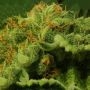 Zmoothiez Seeds Jucy Drops Smoke Buds Weed Ganja Skunk Dope Pot Images Pics Nuggets