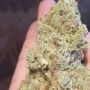 Jucy Drops Feminized by Zmoothiez Seeds THC Content Potency Strength CBD Height Yield Flowering Time Indica Sativa Genetics