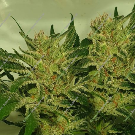 Supreme Nectar Feminized Marijuana Strain by Zmoothiez Seeds For Sale Online at Cannabis Seeds Outlet