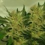 Supreme Nectar Feminized Marijuana Strain by Zmoothiez Seeds For Sale Online at Cannabis Seeds Outlet