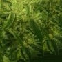 Zmoothiez Seeds Cannabis Strain Supreme Nectar Feminized Marijuana Seeds Original Collector Souvenir Authentic Packaging Packs