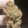 Zmoothiez Seeds Supreme Nectar Smoke Buds Weed Ganja Skunk Dope Pot Images Pics Nuggets