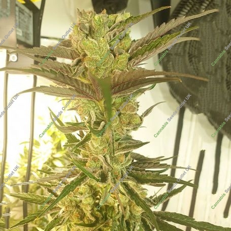 Banana Jellyz Feminized Marijuana Strain by Zmoothiez Seeds For Sale Online at Cannabis Seeds Outlet