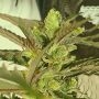 Zmoothiez Seeds Cannabis Strain Banana Jellyz Feminized Marijuana Seeds Original Collector Souvenir Authentic Packaging Packs