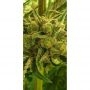 Zmoothiez Seeds Banana Jellyz Smoke Buds Weed Ganja Skunk Dope Pot Images Pics Nuggets
